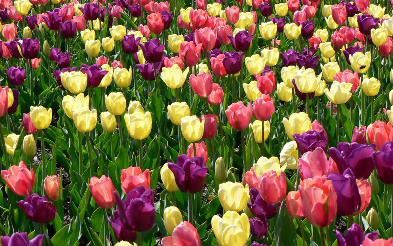 گل های بهاری