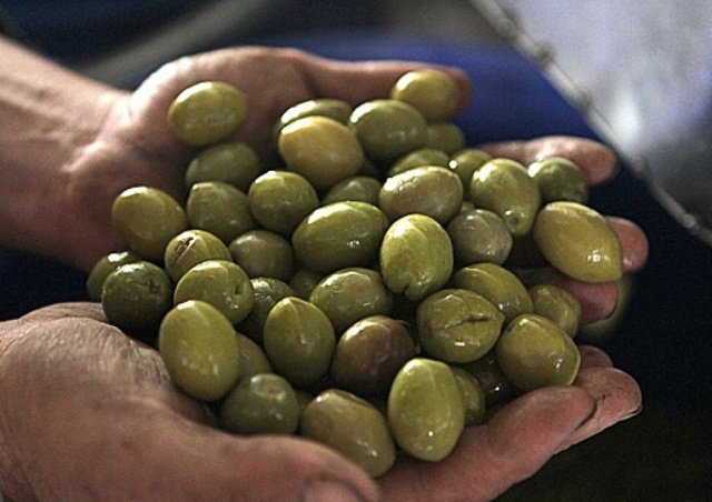چگونه تلخی زیتون را بگیریم؟+ ویدئو