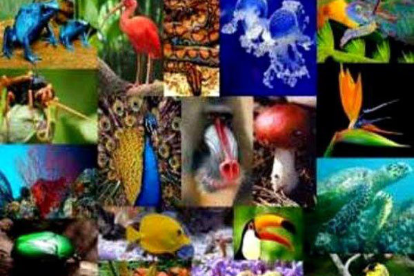 بقای انسان در گرو بقای تنوع زیستی + اینفوگرافیک