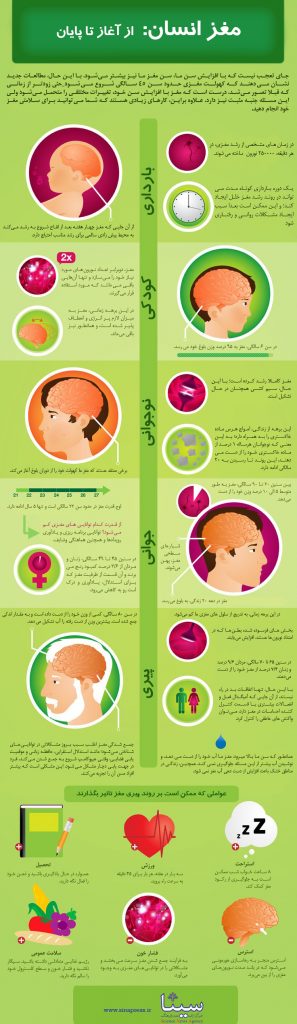 دانستنی هایی در باره مغز از ابتدا تا پایان+اینفوگرافیک
