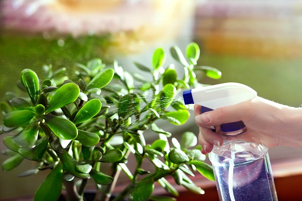 آشنایی با بیماری ها و رایج ترین آفت های گیاهان آپارتمانی و روش معالجه آن ها