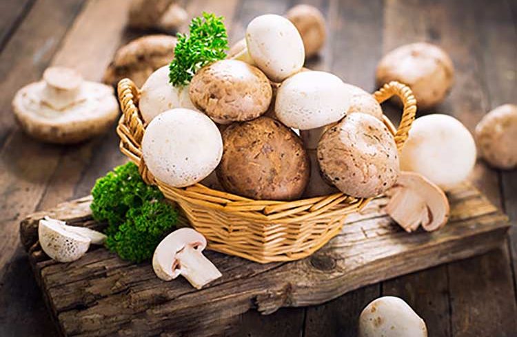 خواص غذایی و داروئی قارچ + اینفوگرافیک