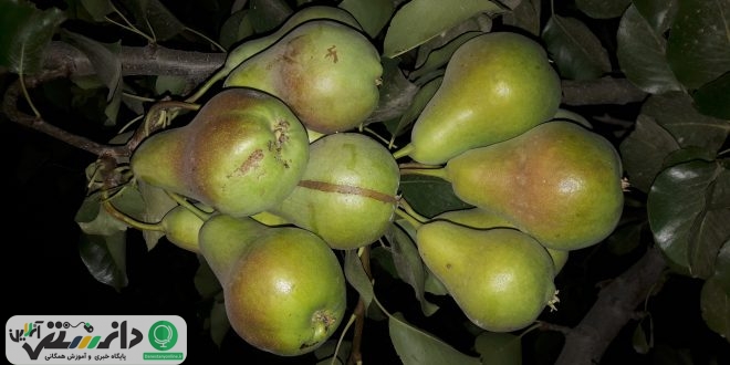 آشنایی بیشتر با خواص میوه گلابی + ویدئو