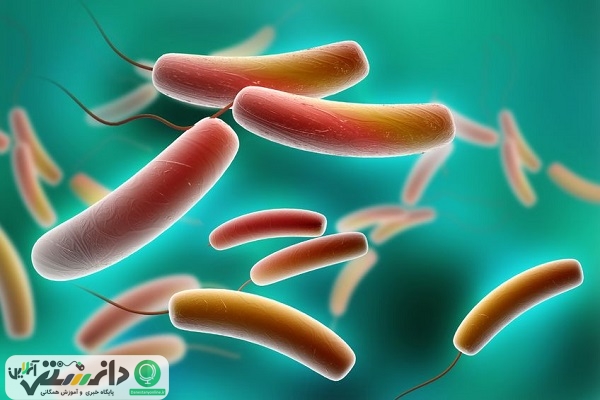 پست بیوتیک ها چه هستند؟