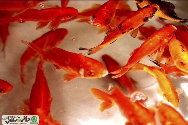 چند نکته مهم در مورد نگهداری و خرید ماهی قرمز عید
