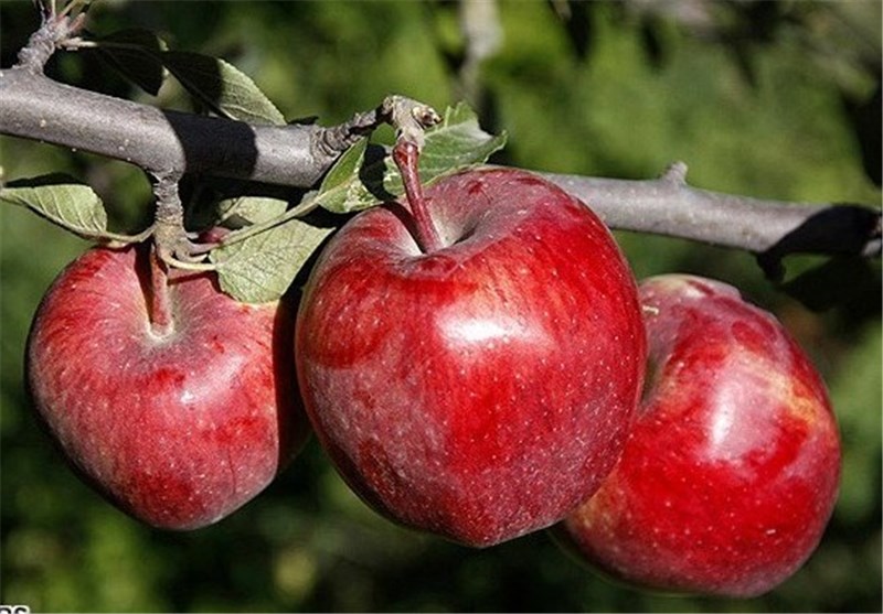 سیب تو سرخ آذربایجان سرشار از آنتی اکسیدان