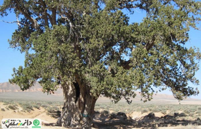 ارتباط بین نوع درختان در شهرها و خنک بودن تابستان