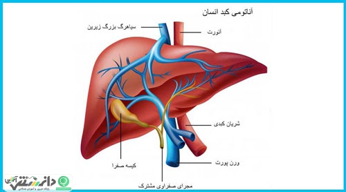 چند توصیه کاربردی بهداشتی و تغذیه ای برای سلامتی