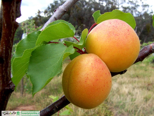 هسته میوه های خود را به درخت تبدیل کنیم