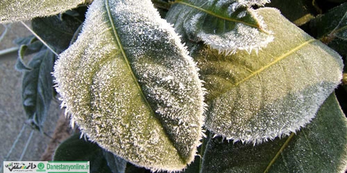 دود راهکار جلوگیری از سرمازدگی باغات