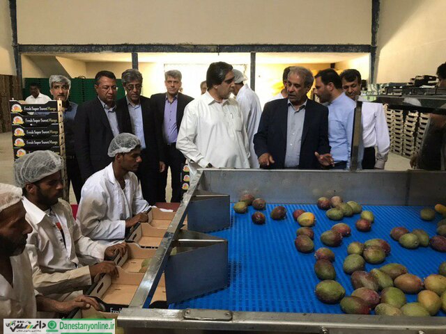 جلوگیری از خروج ارز با ضدعفونی انبه وارداتی در چابهار