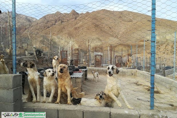 دهکده مهربانی؛ مامنی برای سگان بی پناه