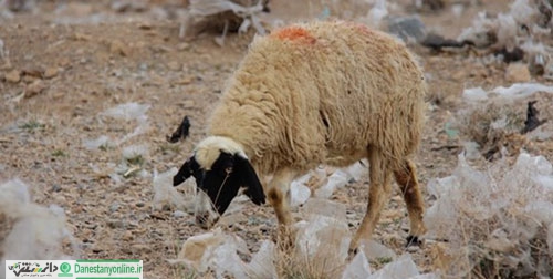 پلاستیک خطر جدی طبیعت