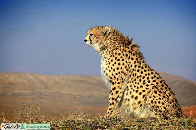 سگ های گله بلای جان پوزپلنگ ایرانی