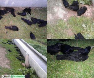 خودکشی دسته جمعی کلاغها در قم