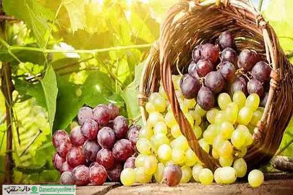 سرزمین بادها یاقوت شیرین دارد