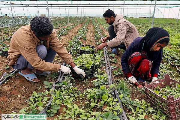 افزایش ۱۷.۵ درصدی اشتغال روستایی