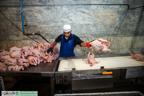 مرغداران عامل گرانی مرغ