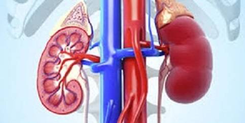 این نشانه ها می گویند سلامت کلیه های شما در خطر است