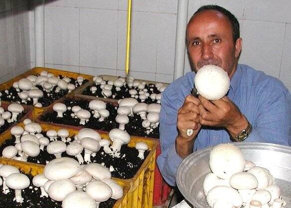 مشاغل خانگی را در یابیم