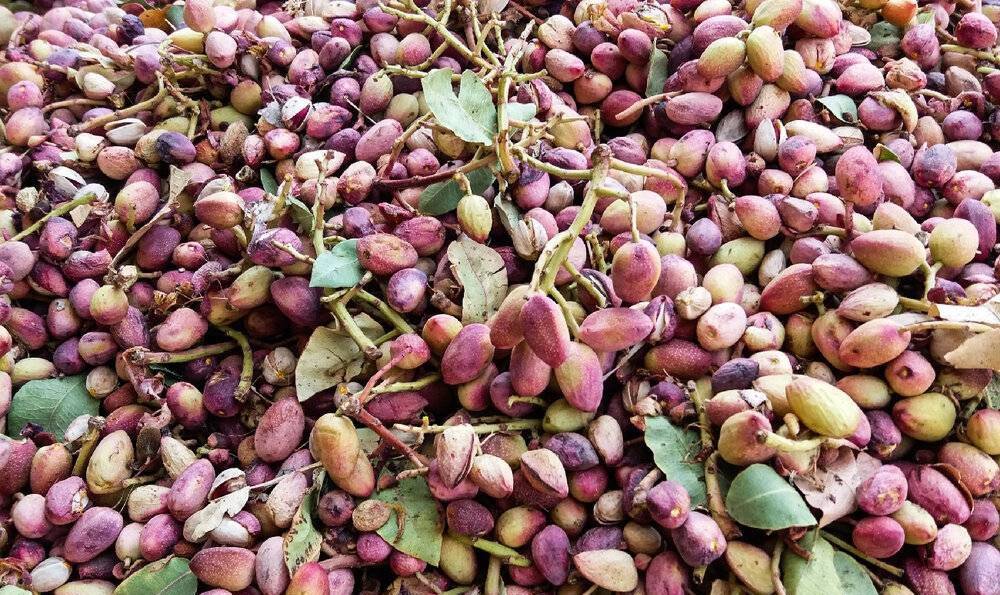 خیز خاتم برای تولید پسته با برند جهانی