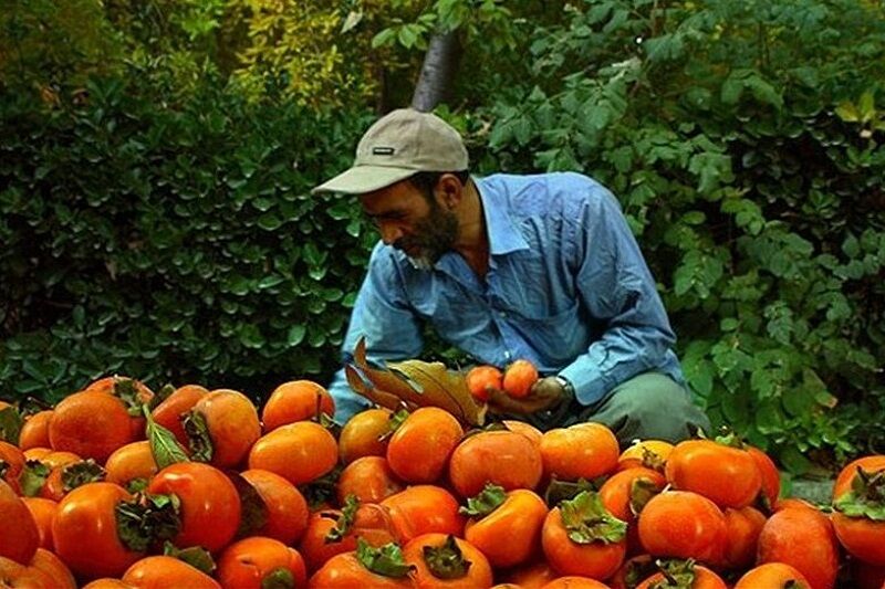 خرمالو کوچک و فواید بیشمار