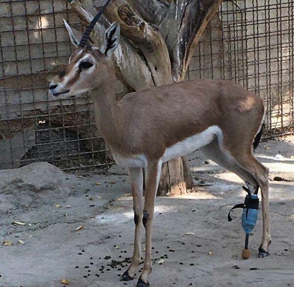 پارک پردیسان