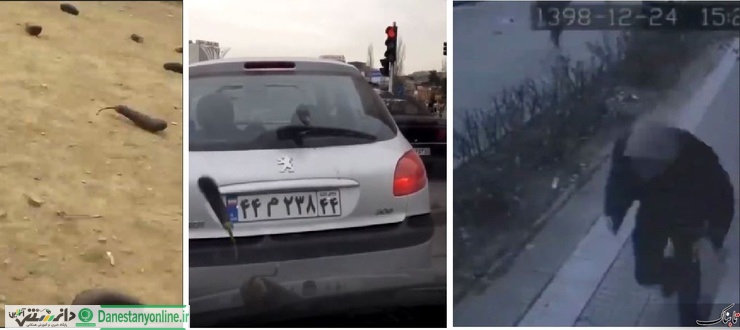 بارش بادمجان