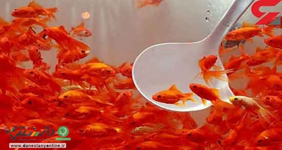 توصیههای بهداشتی برای خرید و نگهداری ماهی قرمز