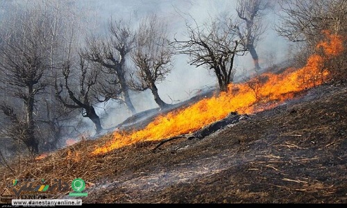 مهار آتش سوزی در منطقه حفاظت شده پاوه