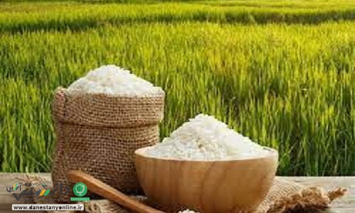 سایه خشکسالی بر سر شالیزارهای کشور