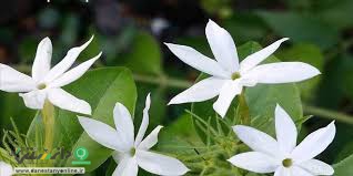 بوهای معطر