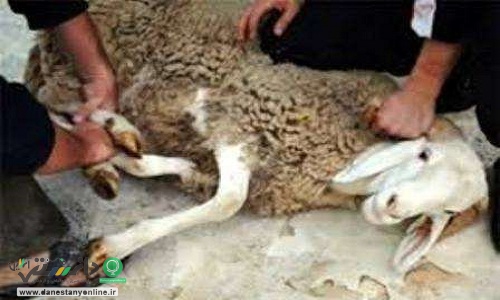 هشدارهای دامپزشکی برای عید قربان | تعداد مبتلایان تب کریمه کنگو به ۸ نفر رسید