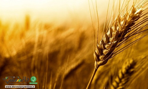 قیمت سبوس گندم به ۱۴۰۰ تومان برگشت