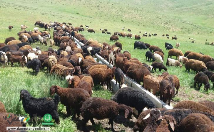 قیمت دام زنده در آستانه تاسوعا و عاشورای حسینی