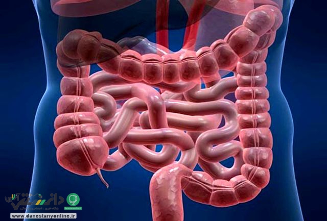 بهبود سلامت روده موجب افزایش طول عمر می شود
