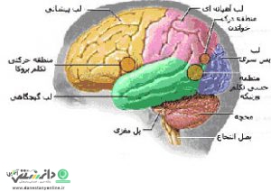 مغز انسان