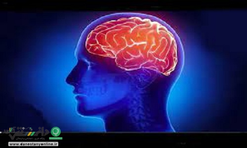 حقایق حیرت آور درباره مغز انسان