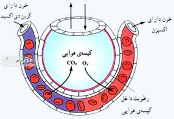 جذب اکسیژن