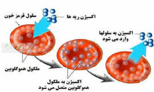 چگونه اکسیژن بیشتری دریافت کنیم؟+ عکس نوشت
