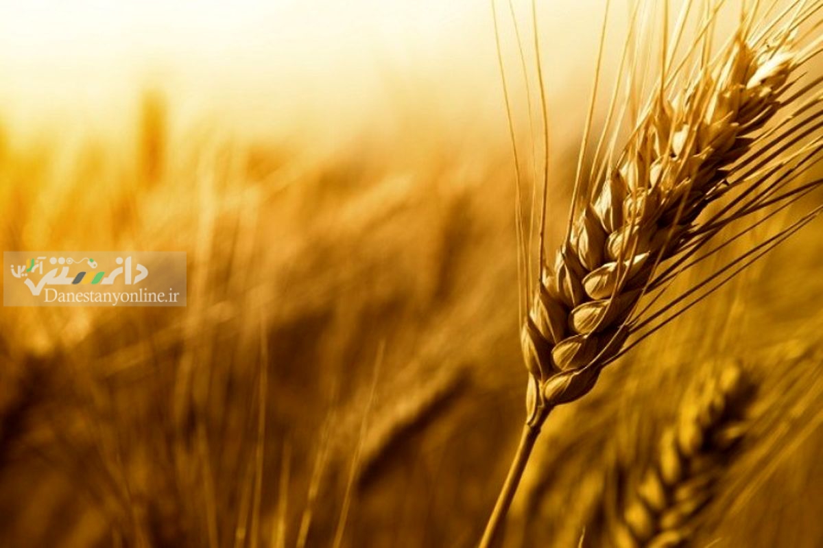 واردات ۵ میلیون تن گندم در ۶ ماه نخست ۱۴۰۰