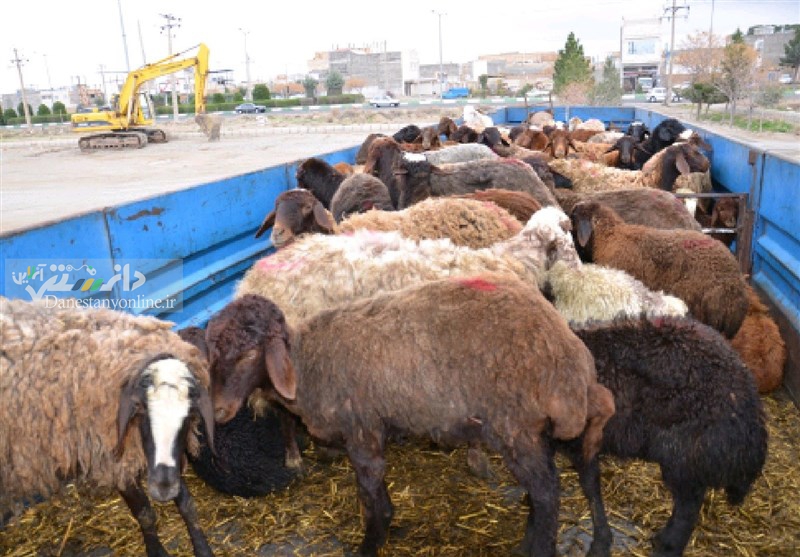 باند قاچاق ۸ هزار دام مولد