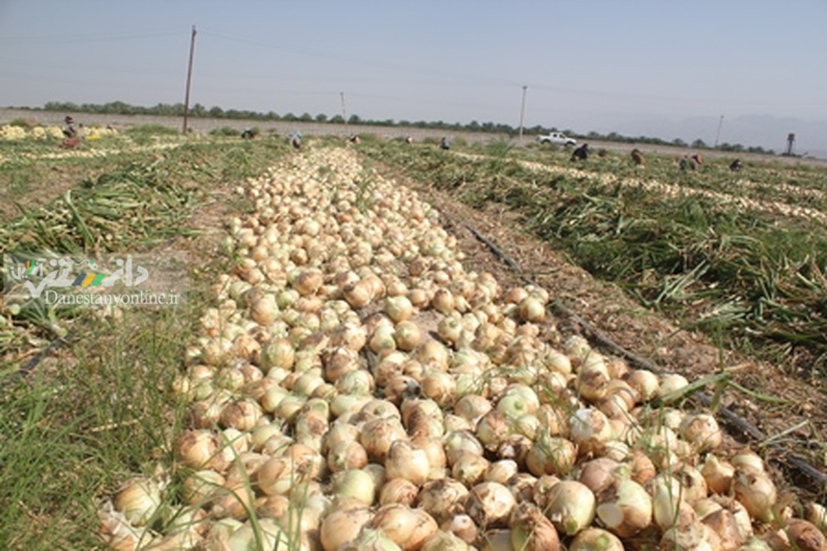آذربایجان شرقی پیاز مازاد ندارد