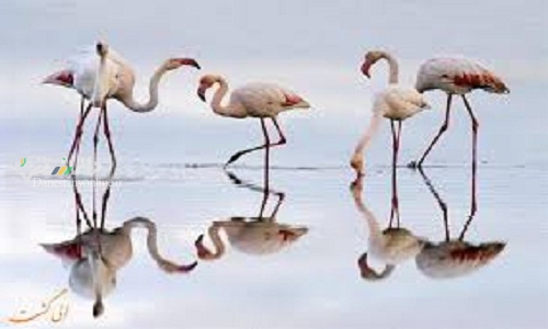 افزایش کریستالیزه شدن پرندگان مهاجر به علت شوری آب دریاچه ارومیه
