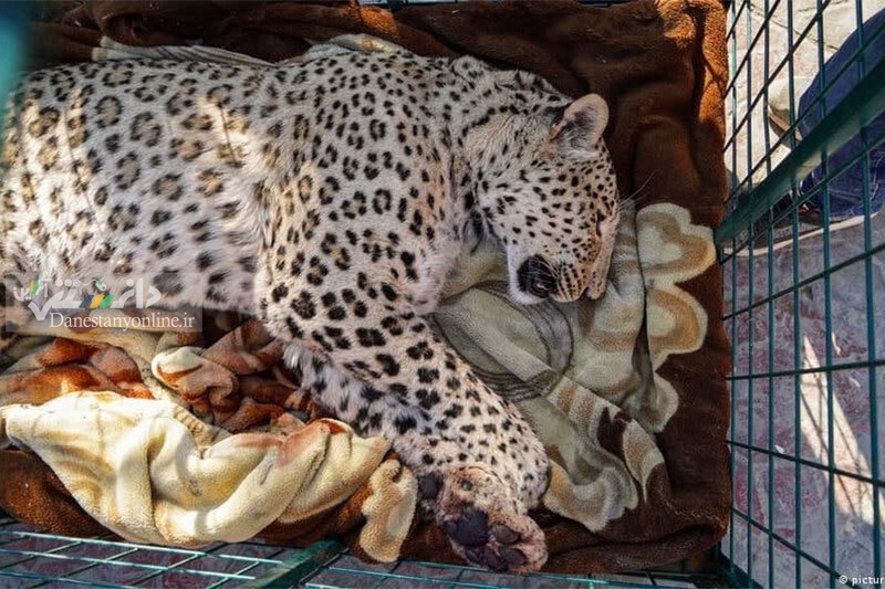 ابتلای پلنگ باغ وحش ارم به بیماری فوق حاد عفونی