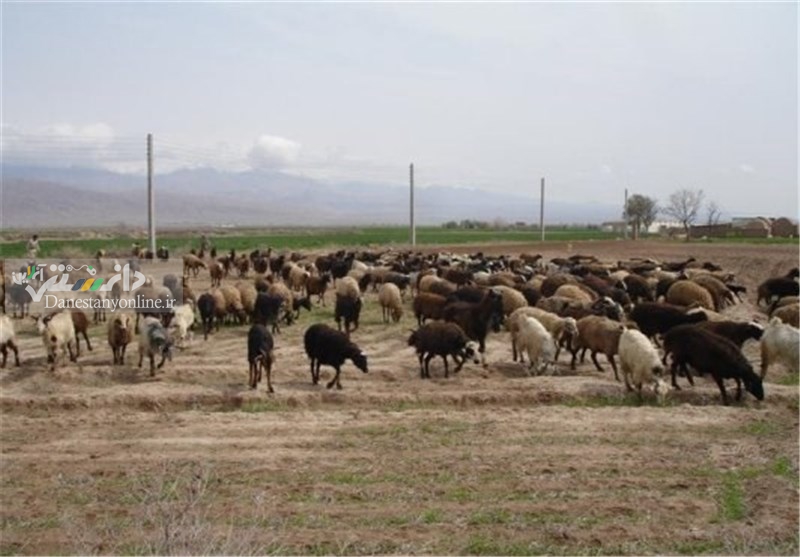 ممنوعیت صادرات دام سبک و سنگین