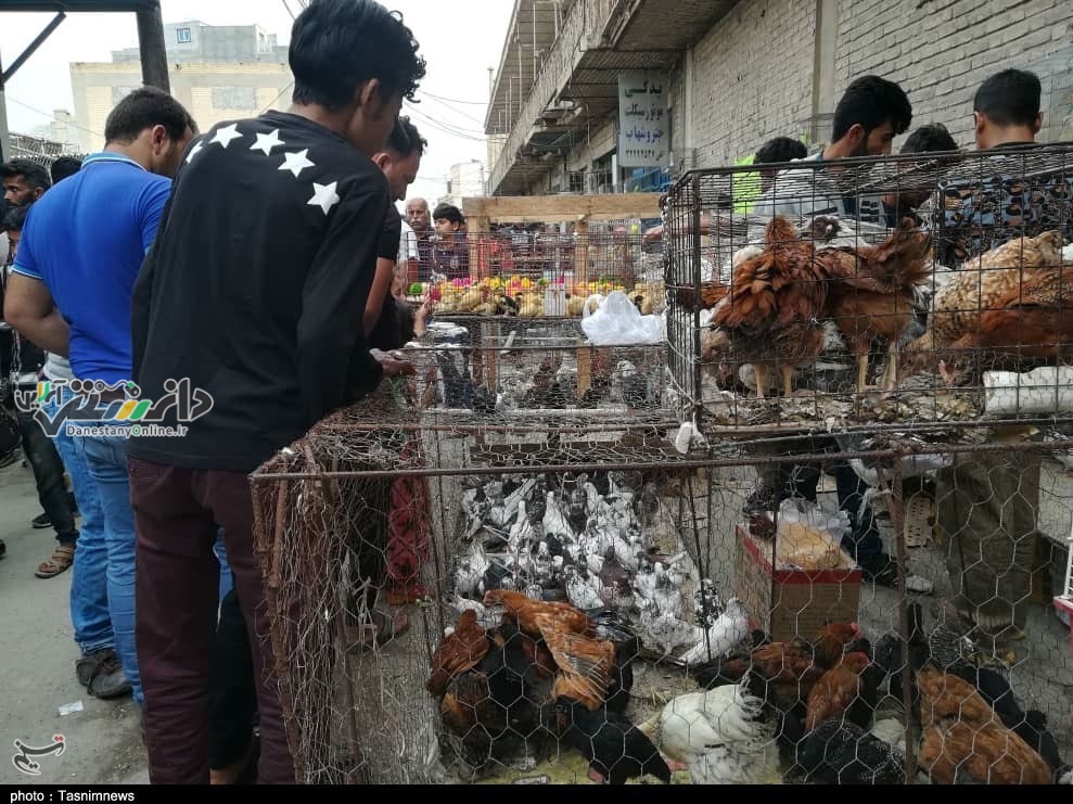 بازار خرید و فروش حیوانات خانگی ساماندهی می شود