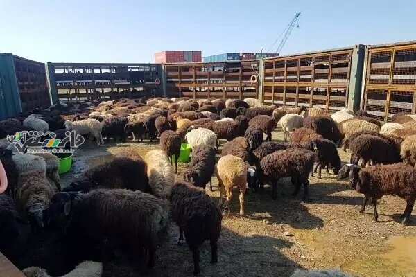 قیمت دام زنده چند؟