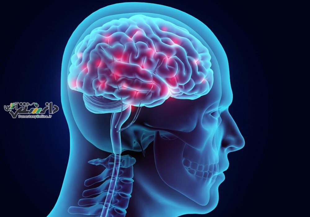 دانستنی گوناگون/ گرما چه تاثیری روی مغز انسان دارد؟
