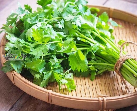 دانستنی گیاهان/ از خواص گشنیز چه میدانید؟